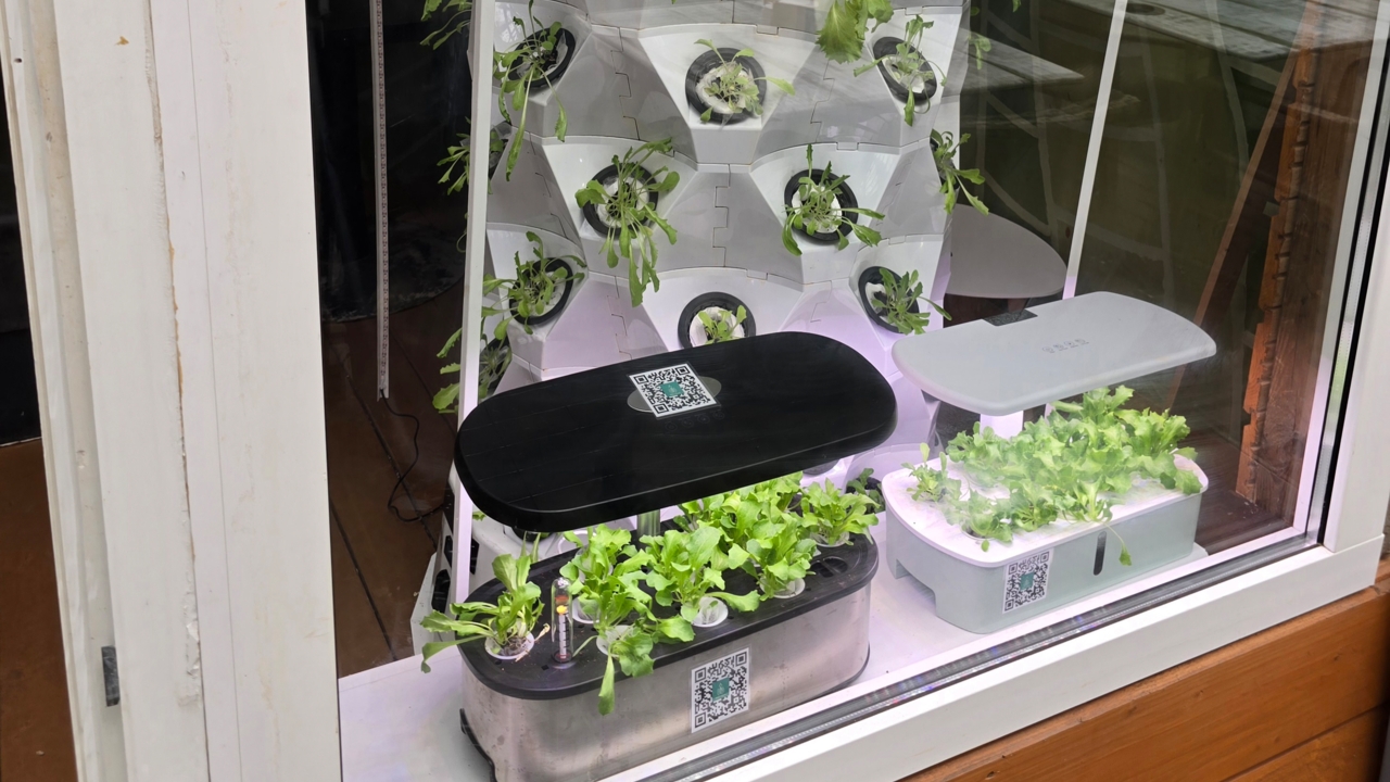 ​Why Hydroponics is the Ultimate Choice for Growing Everyday Home Vegetables