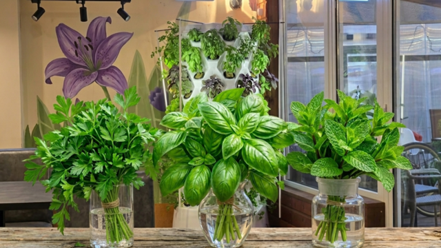 ​🌿 The Ultimate Guide to Growing Basil, Parsley, and Mint with Home Hydroponics