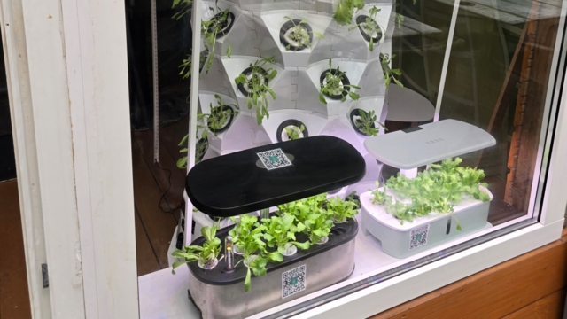 ​Why Hydroponics is the Ultimate Choice for Growing Everyday Home Vegetables